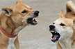 In big order, Supreme Court allows killing of rabid, aggressive stray dogs